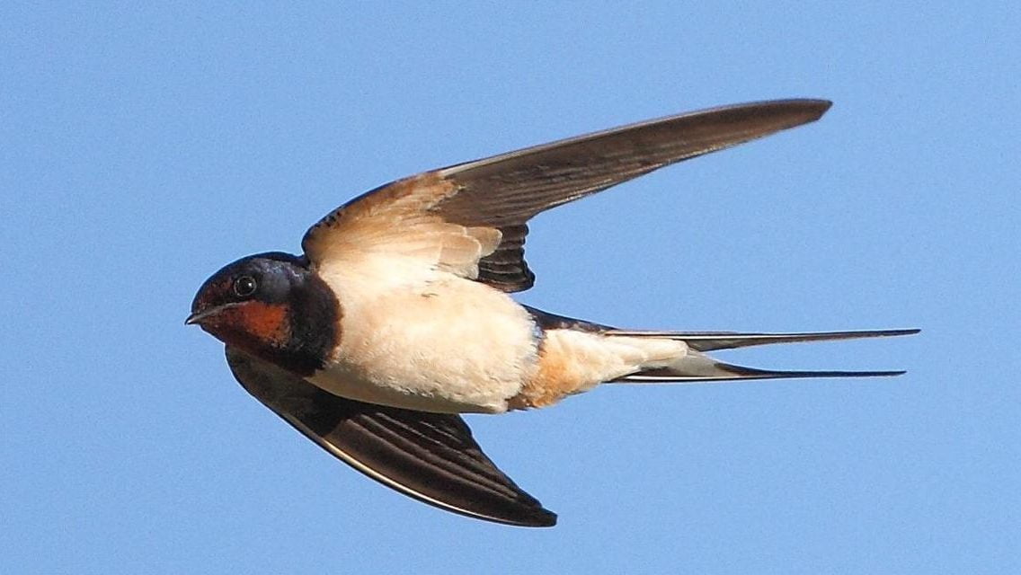 Swallow RSPB