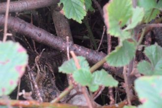 Sightings of adders near Seascale Railway Station