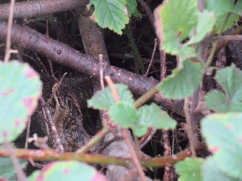 Seascale Railway station adders