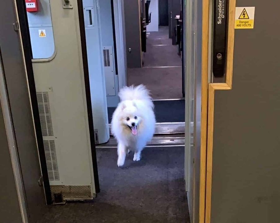 Dog takes engineering train from Long Eaton to Burton after being rescued from the tracks