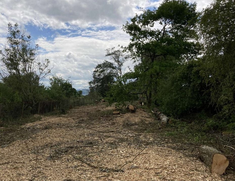 trees cleared from Perthshire rail track