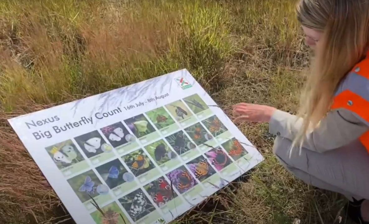 Butterfly Conservation Tyne & Wear Metro