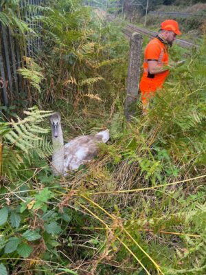 The injured cygnet hiding in the ferns