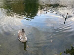 The cygnets are safely back with their mum