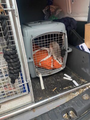 The injured cygnet in a carrier on its way to the vets