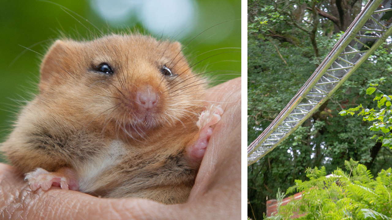 Composite Hazel dormouse and dormouse aerial bridge