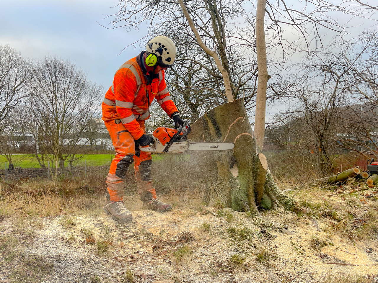 Dalgety Bsy tree cutting 1