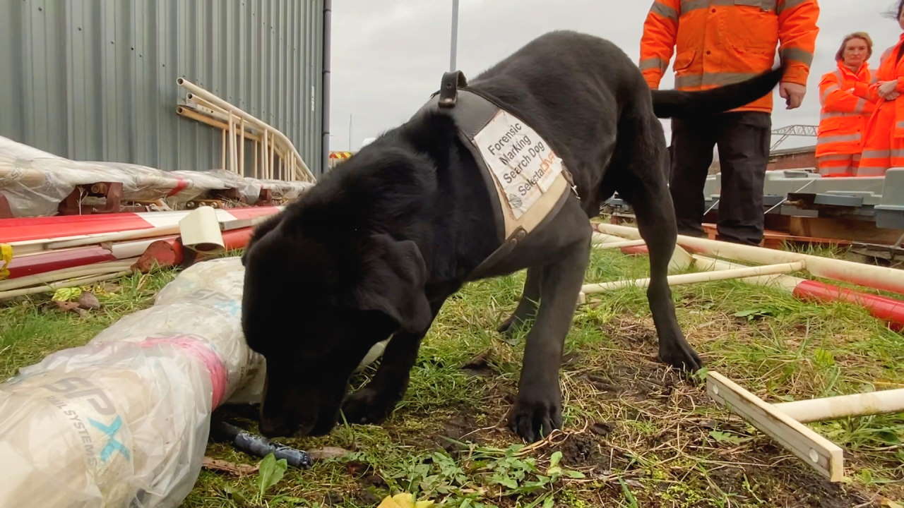 Ronnie detecting some marked metal