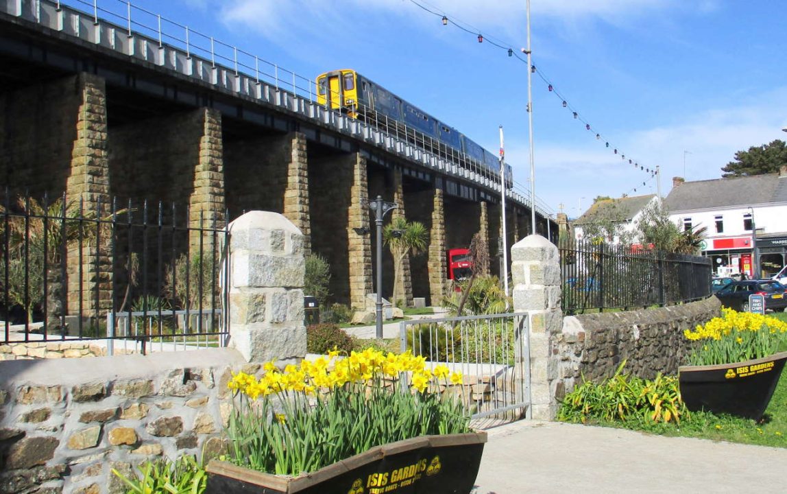 Hayle daffodils