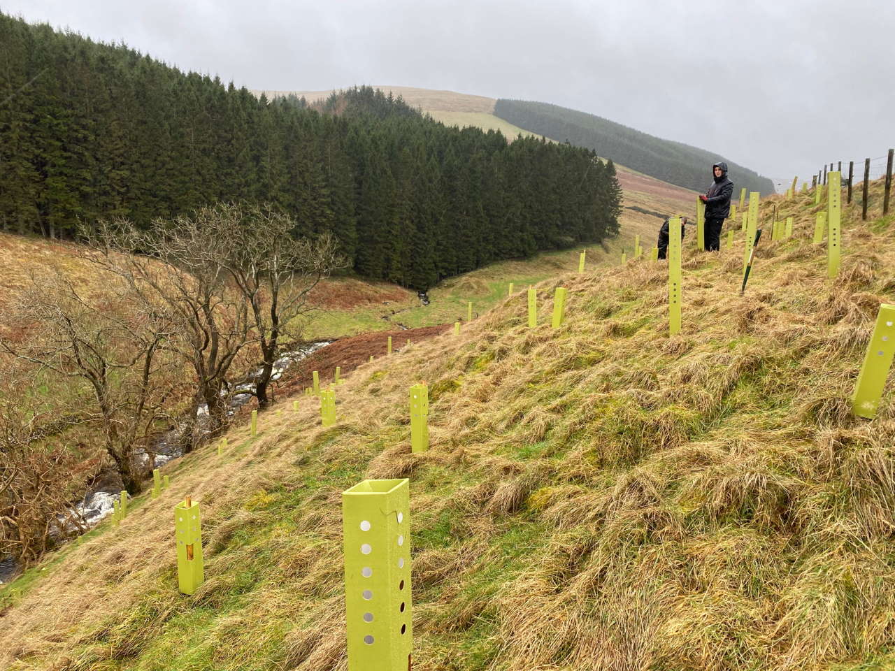 Allen water tree planting