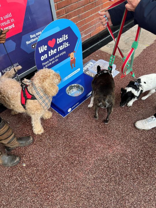 Water station for dogs