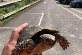 Network Rail workers reunite family with pet tortoise