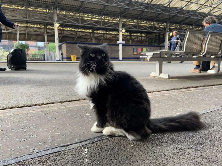 Station cats, Felix and Bolt made an appearance