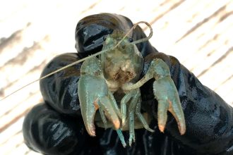 White Clawed Crayfish Rescued From Brook In Staffordshire