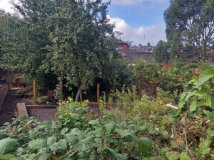 Vegetables growing at Barrow memorial garden