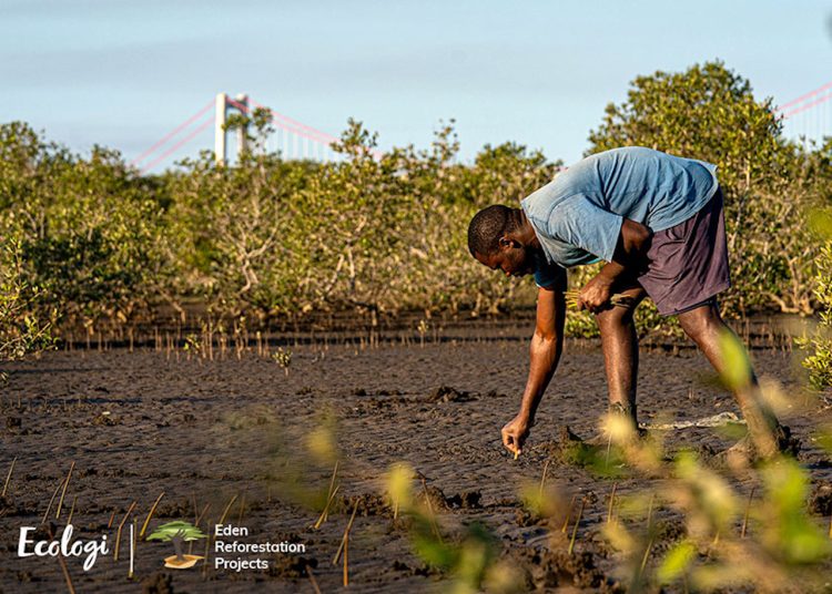 Ecologi trees being planted