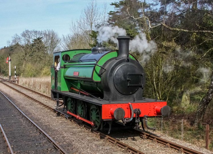 Ring Haw at the NNR credit Steve Allen