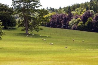 The Sussex downland tradition of sheep-rearing explored at Amberley Museum this Easter