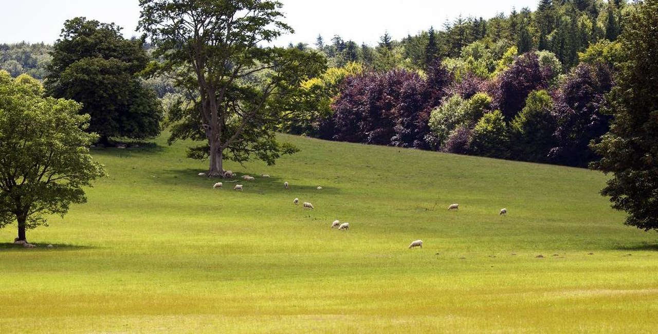 Sheep at the the Amberley Museum