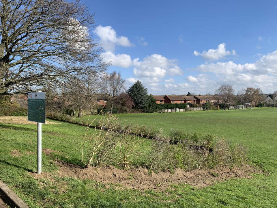 The newly-planted hedgerow