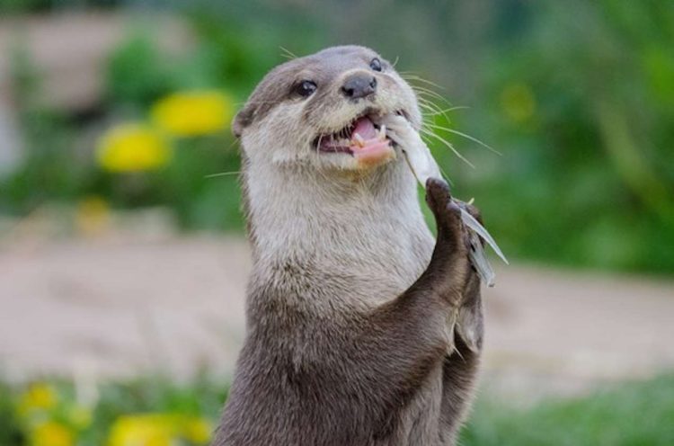 Otter at London Wetland Centre