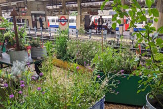 Winners announced for Transport for London’s annual gardening competition