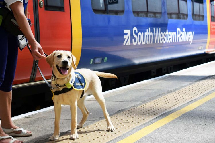 Guide Dogs - Florence the yellow Labrador