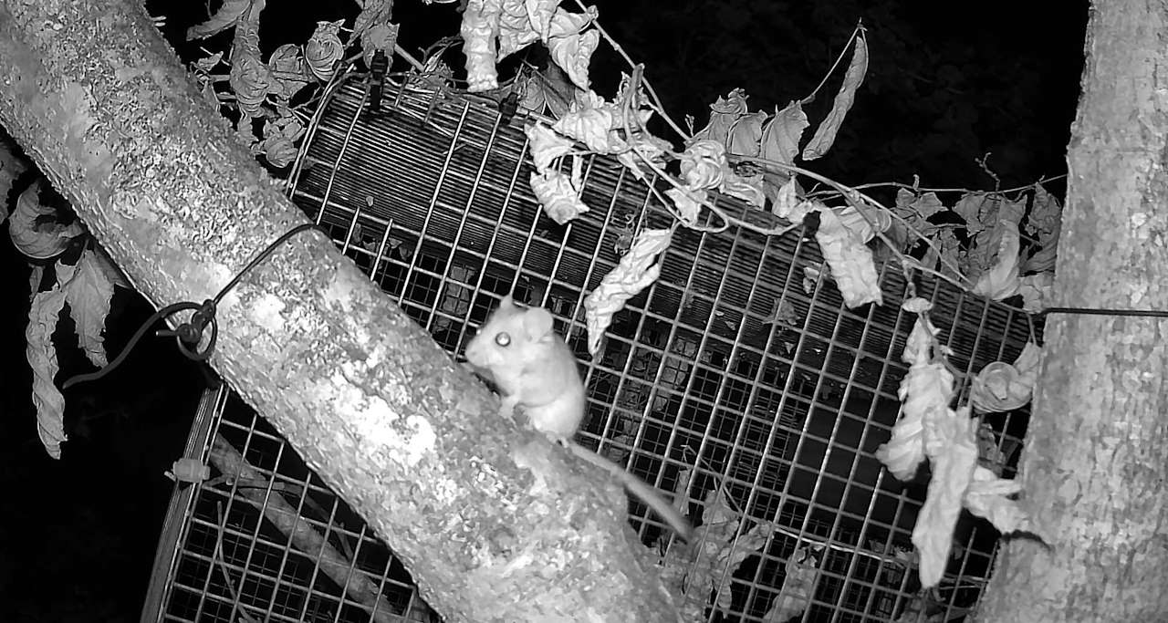 Dormice camera traps