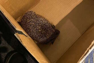 South Western Railway guard finds hedgehog on board train