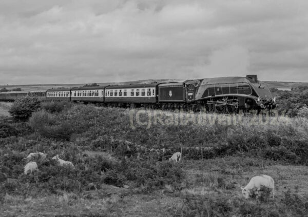 60007 Sir Nigel Gresley passes Moorgates, North Yorkshire Moors Railway