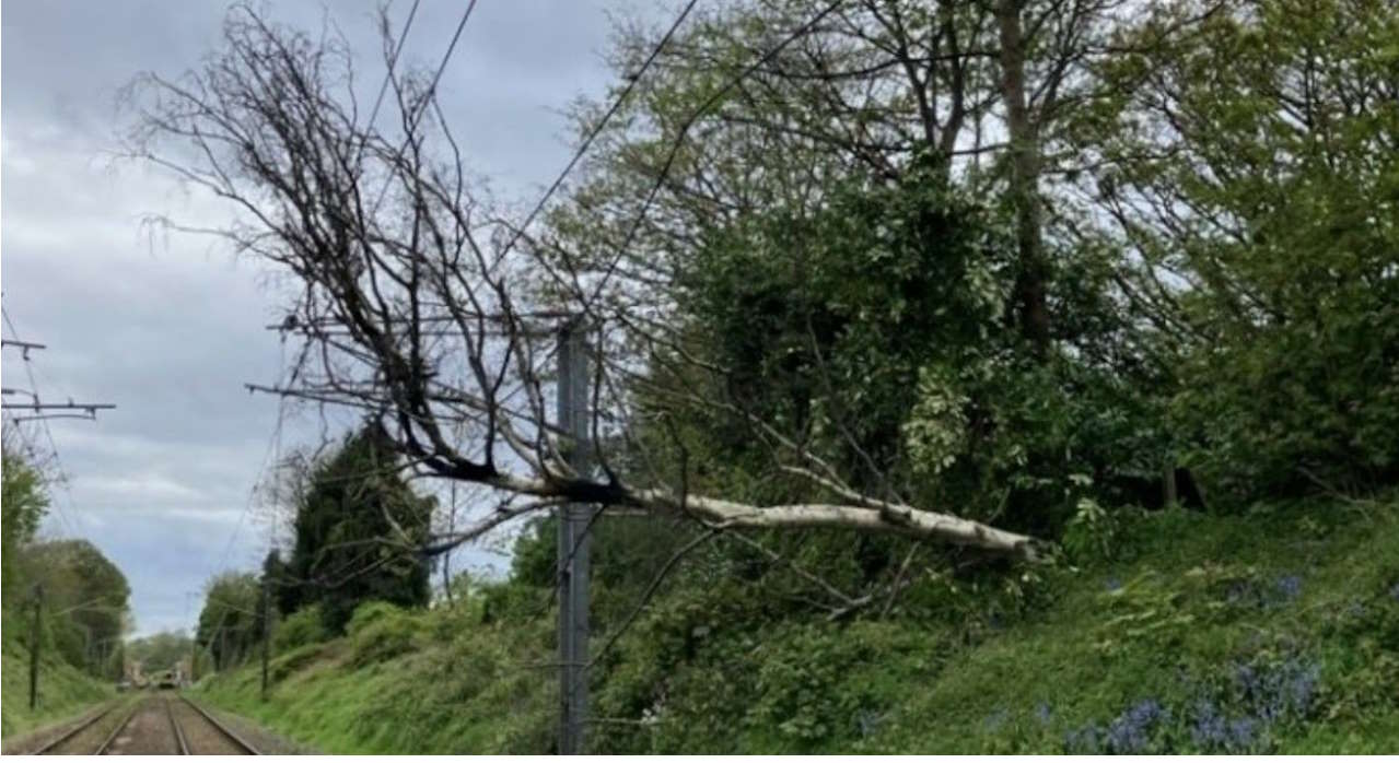 Cross City Line fallen tree