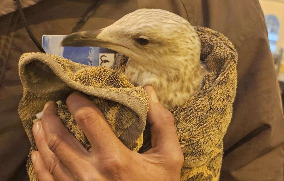 Herring Gull rescued from Brighton station