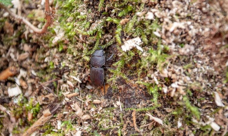 False Stag Beetle near the line at Denham - Network Rail