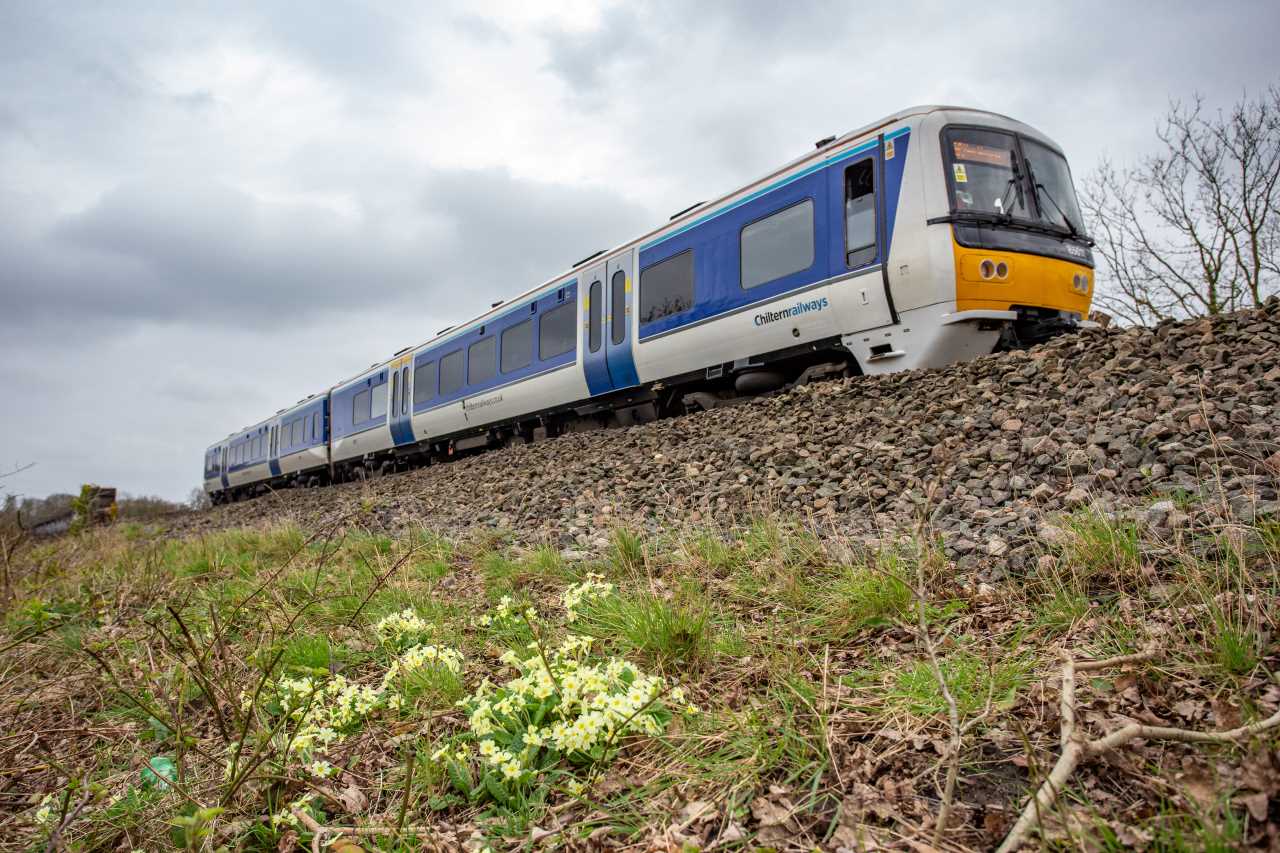 Primroses-and-a-165-DMU-Network-Rail