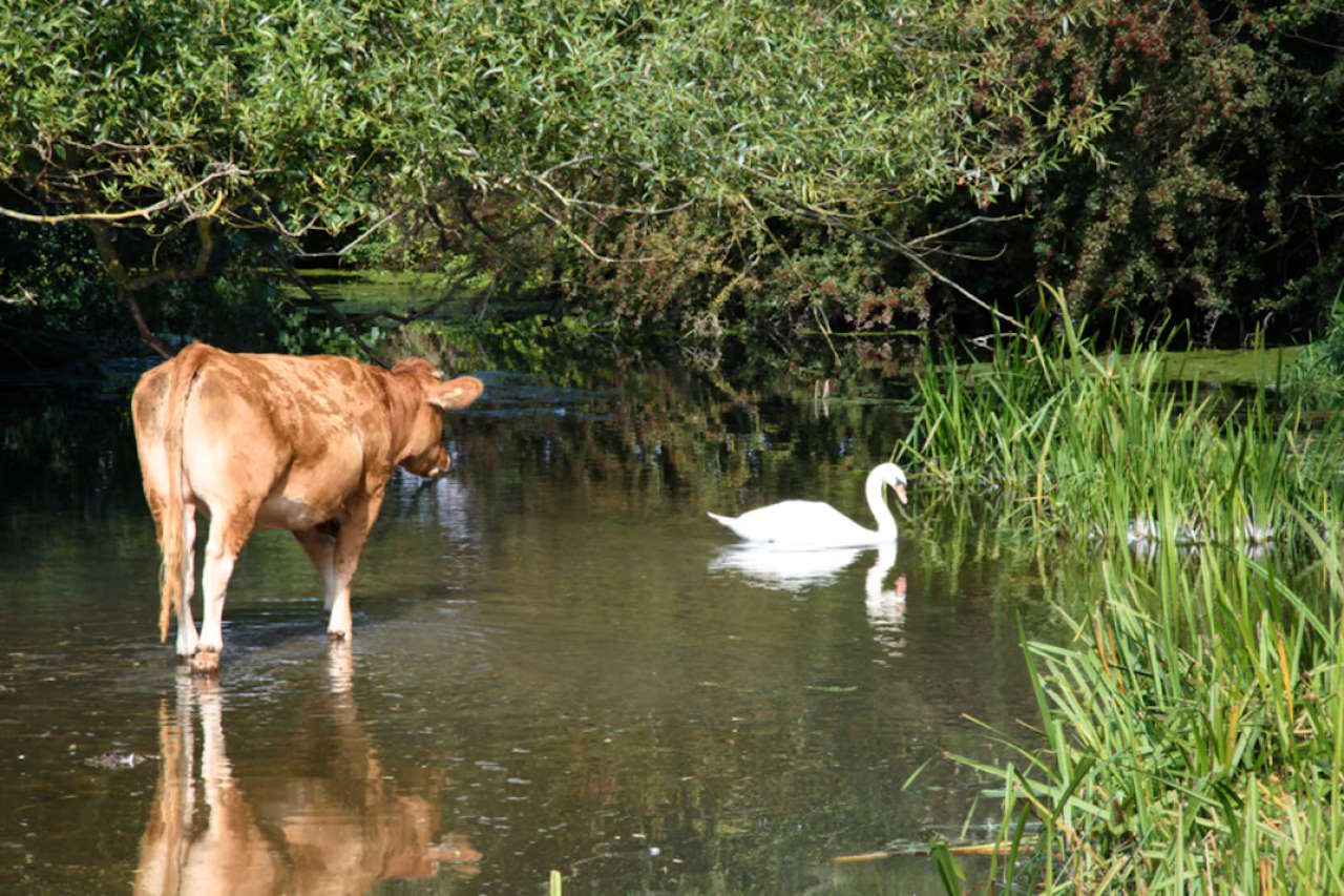 Suffolk Water Meadows. // Credit: Greater Anglia