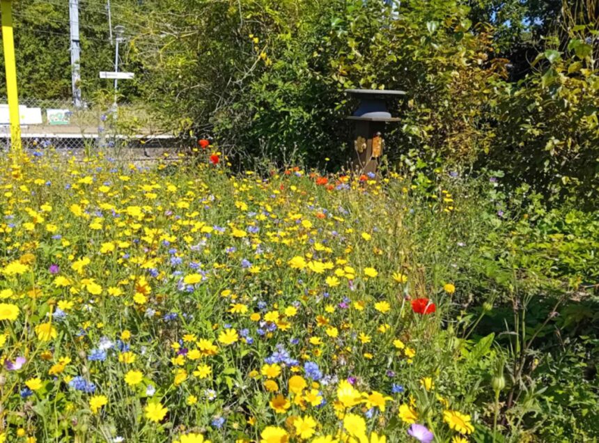 The wildlife garden at Wrabness station