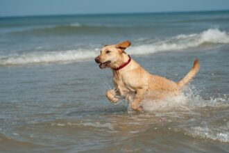 London dog owners encouraged to use rail services with new guide