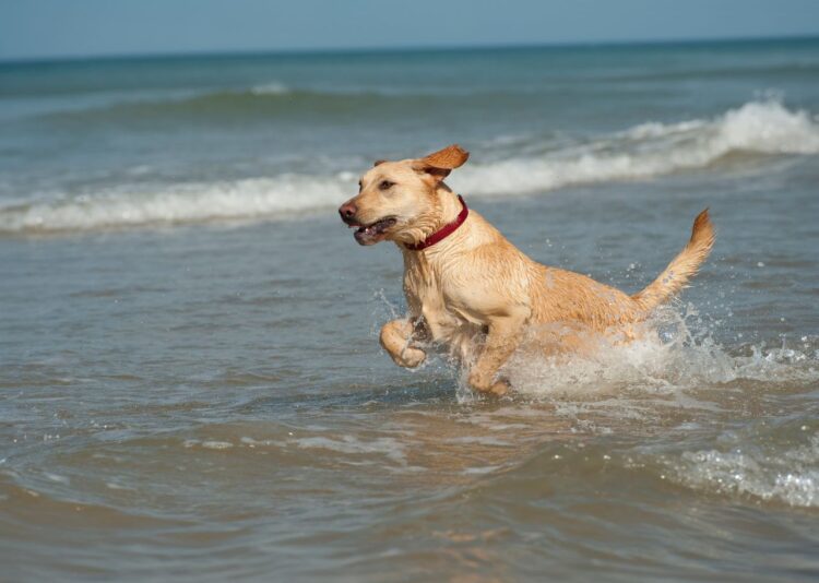 Blue Wag Beaches - Peter Alvey