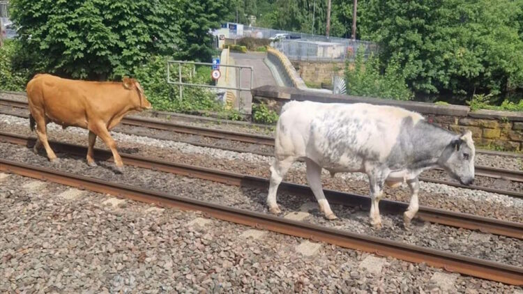 Cows on the line. // Credit: Network Rail