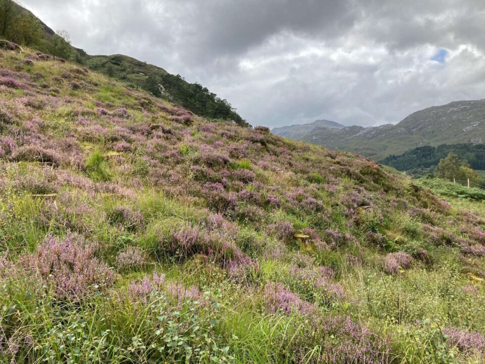 Natural heath land