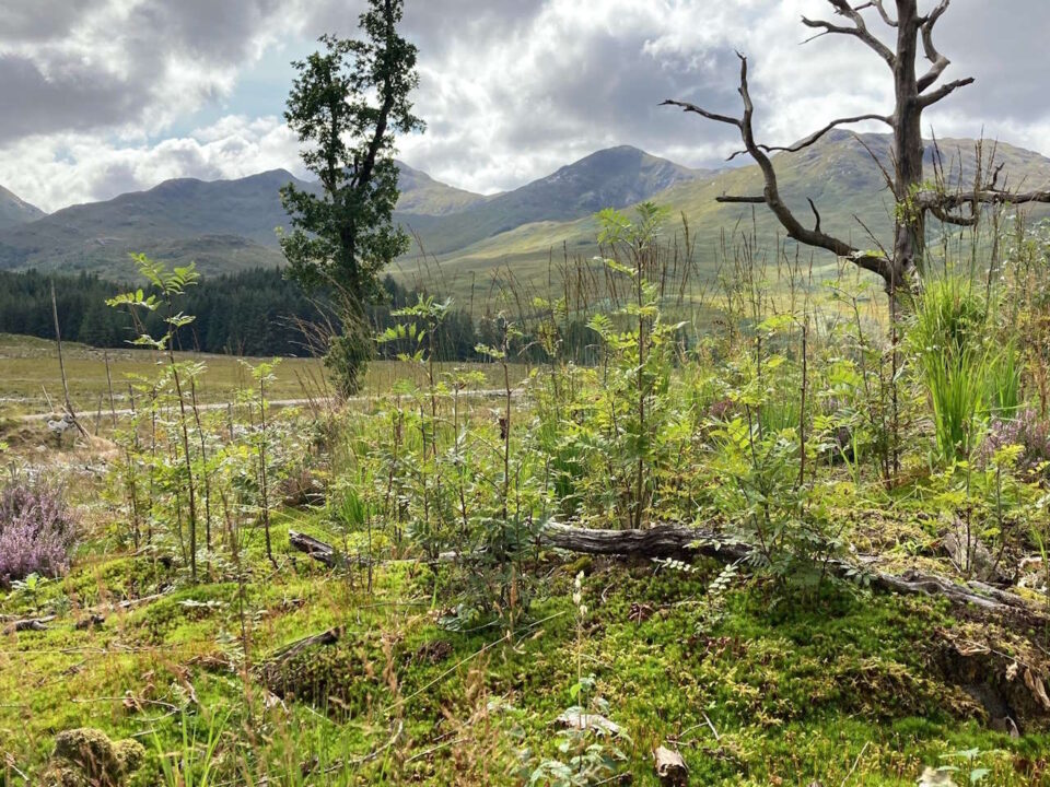 Regeneration and native tree planting