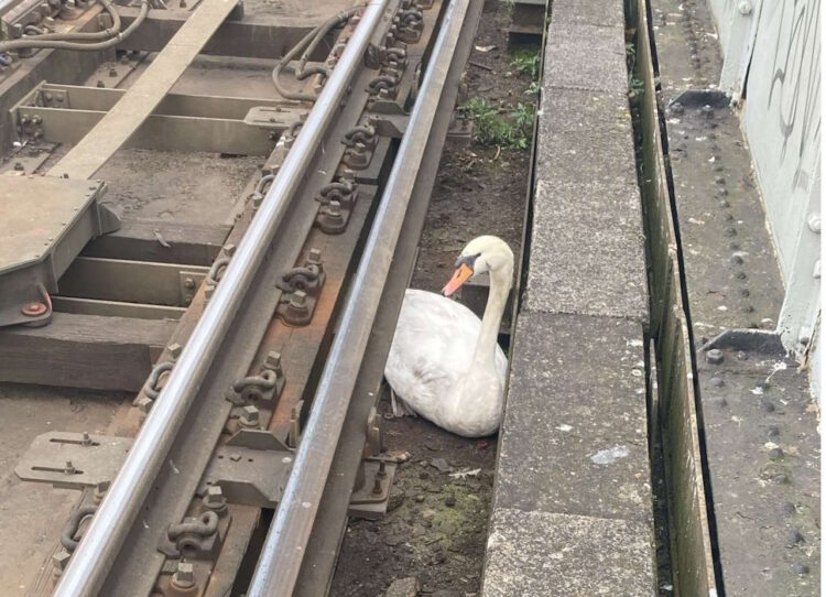 Swan on the track. // Credit: Network Rail