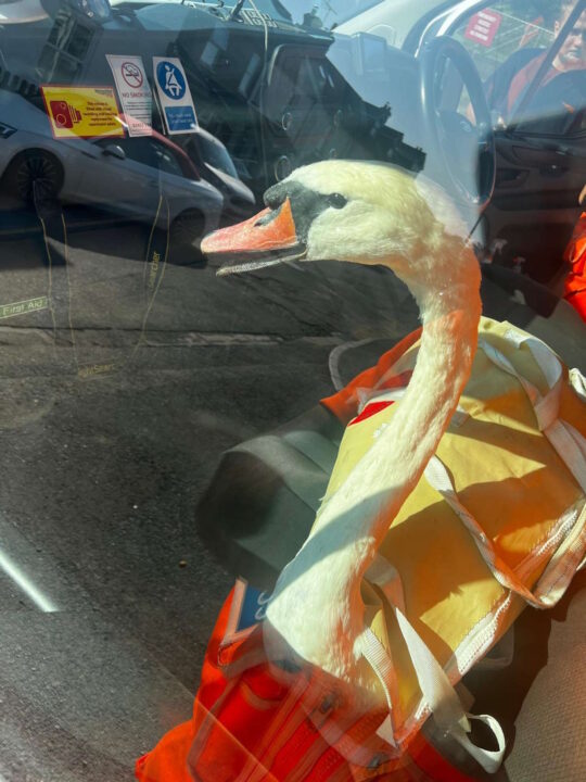 Swan rescued by mobile operations managers. // Credit: Network Rail