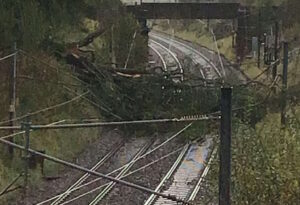 Tree on line between Motherwell and Lockerbie