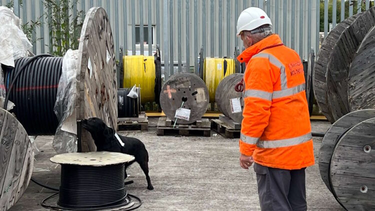 Sniffer dog checking for evidence of metal cable theft. // Credit: Network Rail