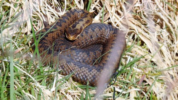 Female adder in the grass at Shap cutting - Network Rail