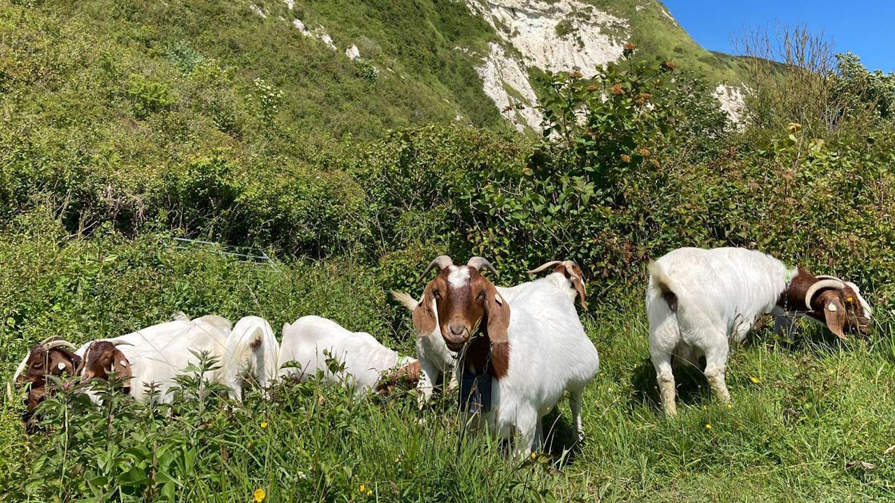 Network Rail's new landscape converators. // Credit: Network Rail