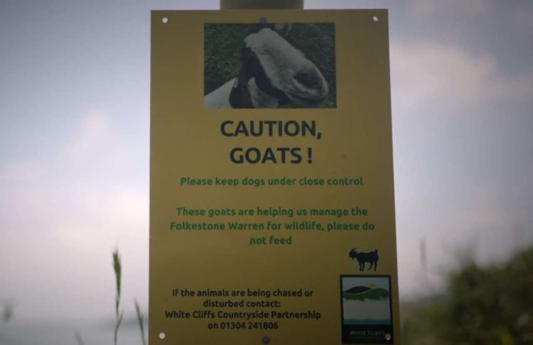 Warning to keep clear of the goats. // Credit: Network Rail