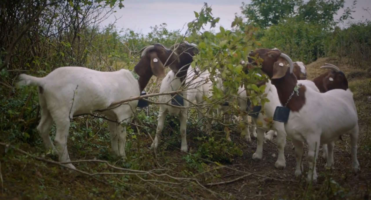 Goats managing lineside grassland. // Credit: Network Rail