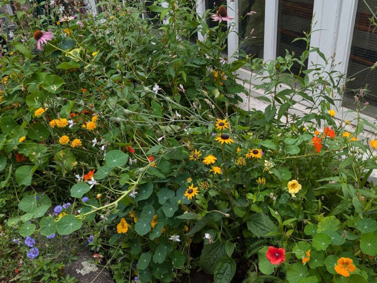 An 'In Bloom' competition flower bed. // Credit: Transport for London